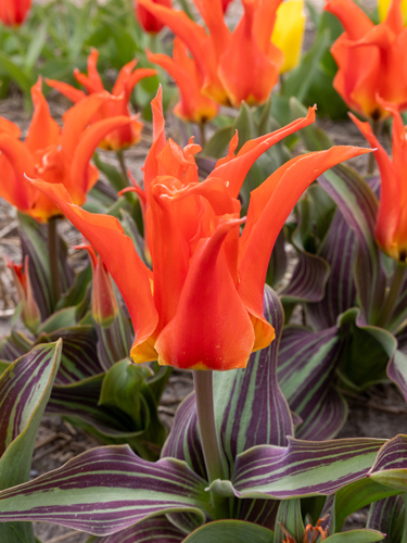 Tulipán fosteriana Rigas Barikades 12/+, 100 kusov  